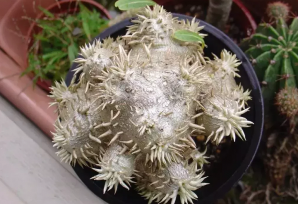 十大最丑多肉植物排行榜