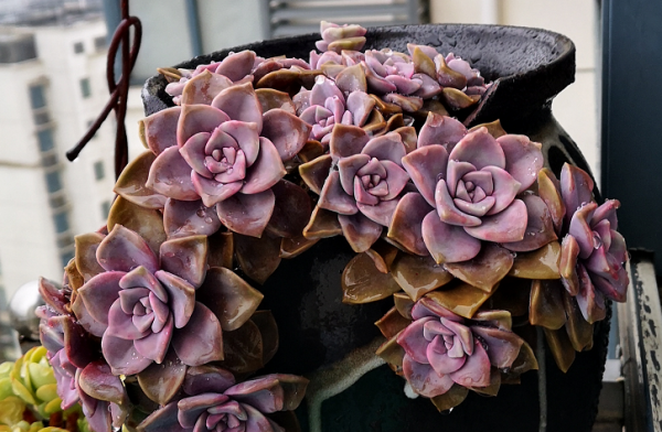 十大最丑多肉植物排行榜