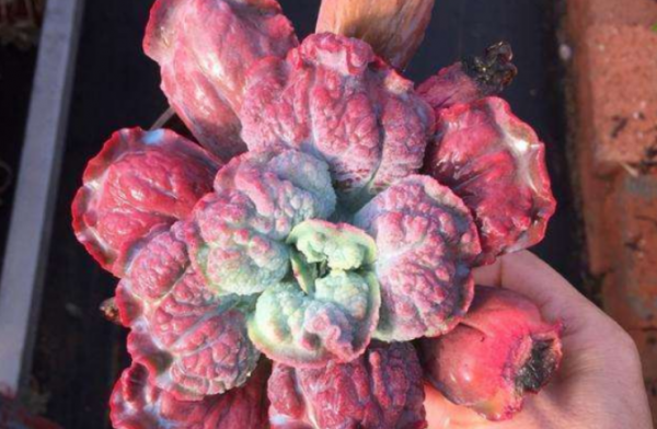 十大最丑多肉植物排行榜