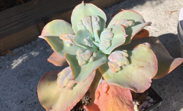 十大最丑多肉植物排行榜