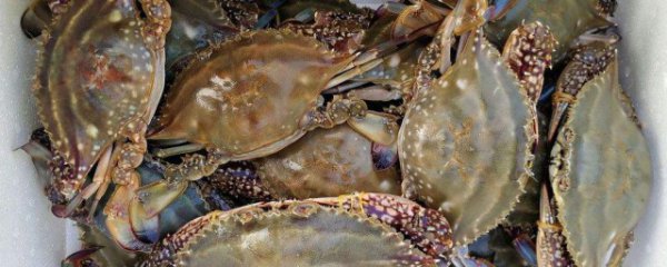 梭子蟹冷冻怎么保存才新鲜