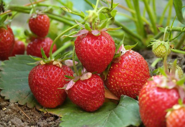 哪种草莓最甜最好吃还容易种植