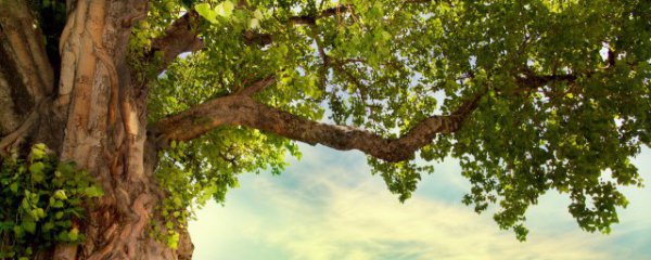 皂角树镇宅和辟邪功能