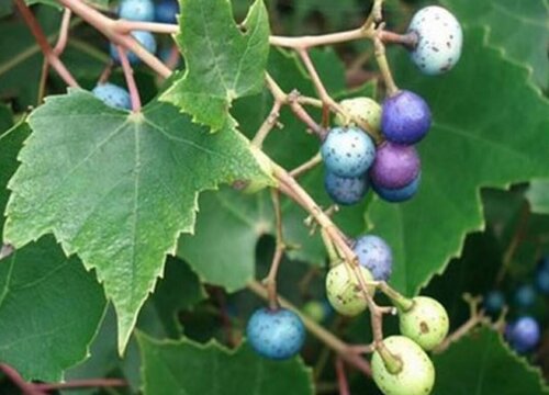 蛇葡萄果实能吃吗