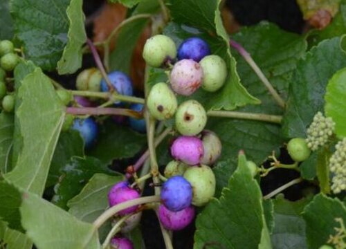 蛇葡萄果实能吃吗