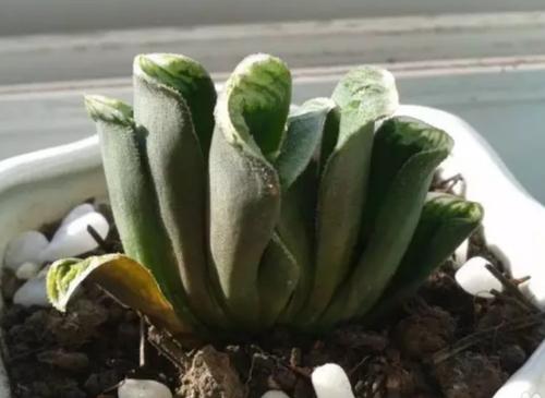 如何养多肉才又肥又胖又不徒长