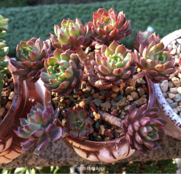 如何养多肉才又肥又胖又不徒长