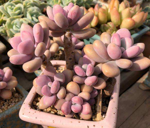 如何养多肉才又肥又胖又不徒长