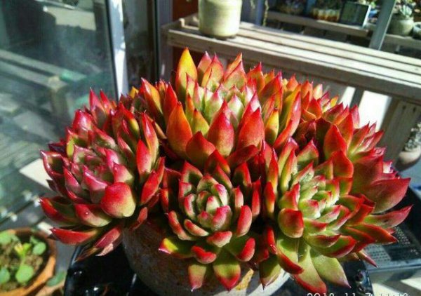 如何养多肉才又肥又胖又不徒长