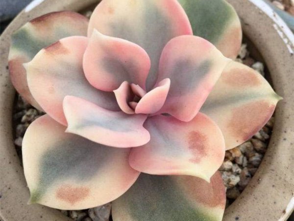 如何养多肉才又肥又胖又不徒长