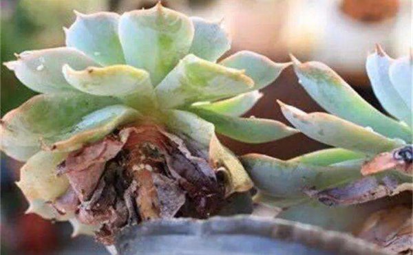 如何养多肉才又肥又胖又不徒长