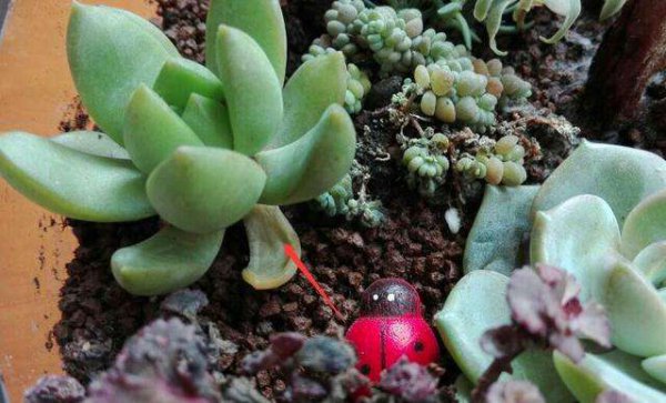 如何养多肉才又肥又胖又不徒长