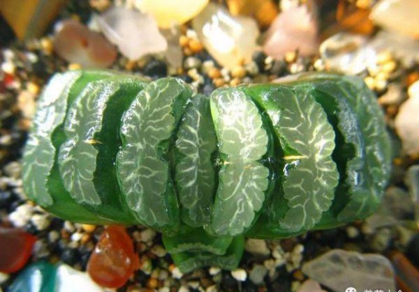 如何养多肉才又肥又胖又不徒长