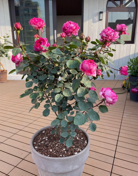 伊芙胭脂香水月季的优缺点