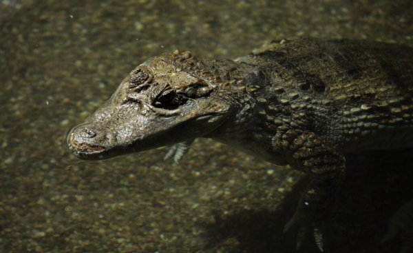 十大鳄鱼排名介绍