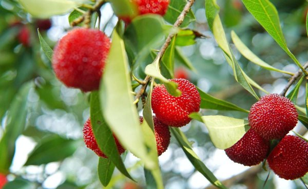 杨梅酒泡多久是最佳饮用时间