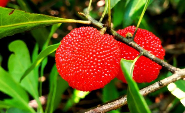 杨梅酒泡多久是最佳饮用时间