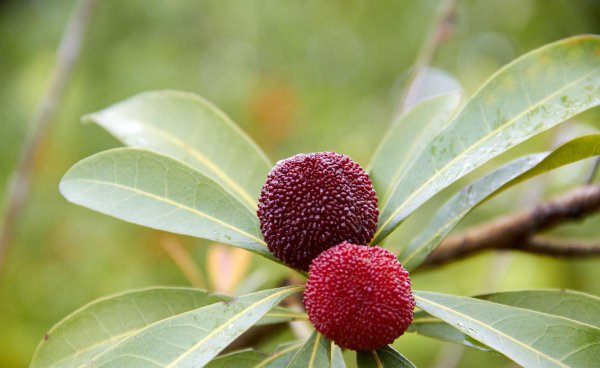 杨梅酒泡多久是最佳饮用时间