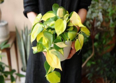 绿萝叶子发黄怎么补救 水培绿萝黄叶怎么救治变绿更旺盛