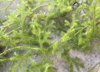 伸筋草泡水喝的功效 伸筋草可以泡水喝吗