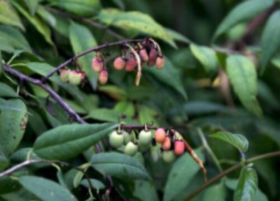 金刚木是什么树 长什么样子