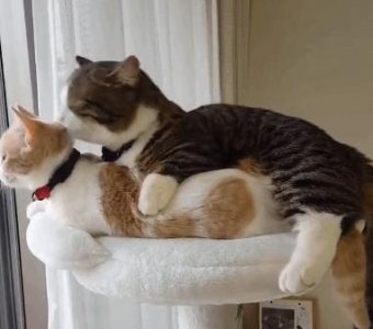 家里养一只猫好还是两只好 家宅养两只猫的利与弊分析