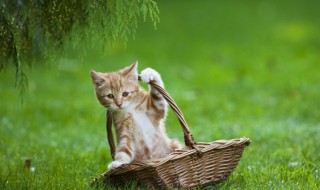 怎么判断猫的公母 判断猫的公母方法