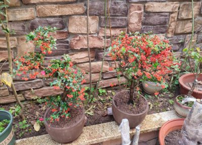 火棘几年结果实 种植多久能结果