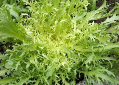 苦菊一般什么时候种植最合适 家种苦菊适合几月份播种