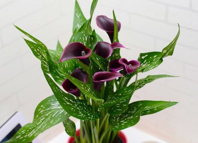 马蹄莲盆栽怎么养家庭养法 马蹄莲怎么养才能更旺盛