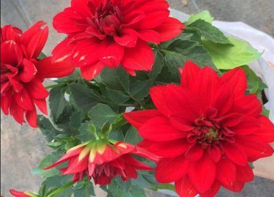 大丽花好养活吗 大丽花容易养活吗