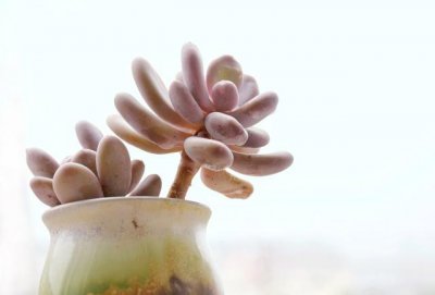 多肉为什么不能浇太多水 多肉植物如果浇水浇多了会怎样