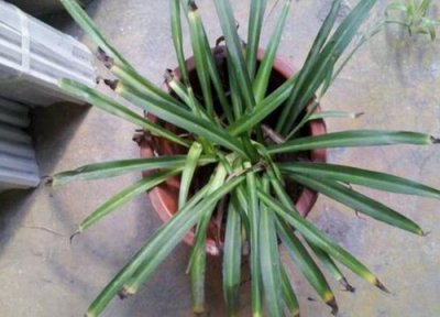 吊兰叶片细长的原因 吊兰叶片越长越差是什么原因引起的