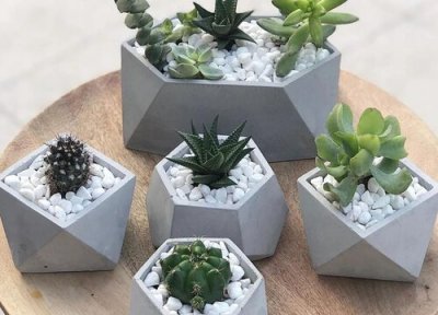 家里养花有什么禁忌 室内养花哪些花禁忌养