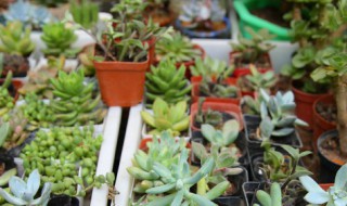 肉肉植物冬天怎么浇水 肉肉植物冬天应该怎么浇水