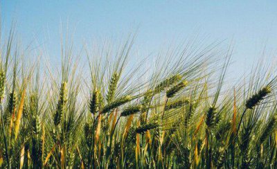 农作物如何预防倒春寒 春季倒春寒最有效的防治措施