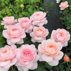 瑞典女王月季优缺点及图片 勤花瑞典女王养护注意要点