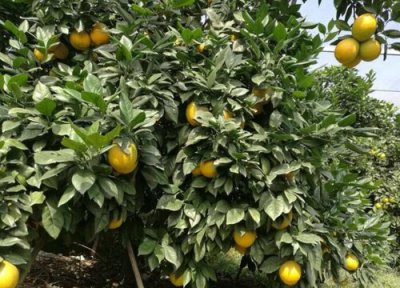 龙回红脐橙品种简介优点有哪些 龙回红的特点与产量