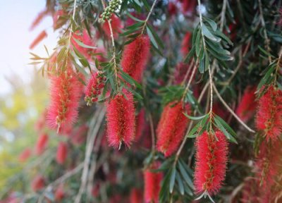 千层红树耐寒吗 红千层耐寒最低温度及冬天养护方法