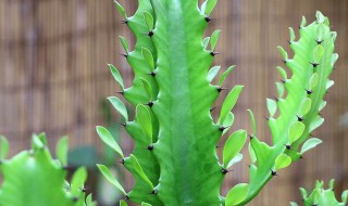 放室内什么植物旺家 适合放在家里旺财的植物推荐