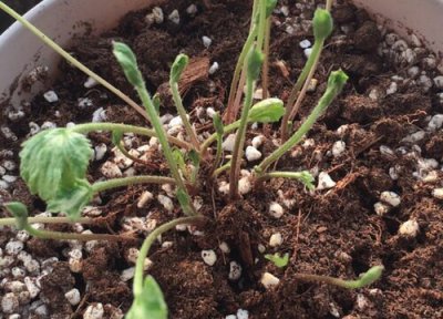 牡丹种子怎么发芽 快速发芽方法 催芽是关键