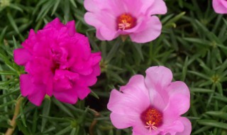 马齿菜花怎么养才能爆盆 马齿菜花如何养才能爆盆