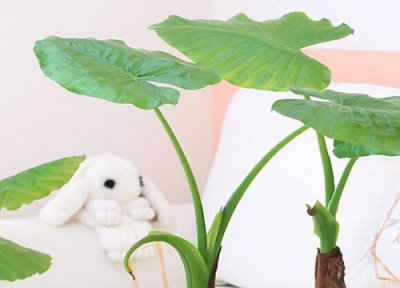 滴水观音开花好不好 多久开一次花 在几月份开花