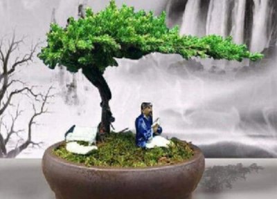 家里养迎客松好吗 家里为什么不能养迎客松