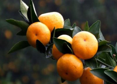 橘子一年四季都有吗 上市季节是几月份