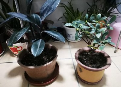 咖啡粉渣做肥料 咖啡粉渣可以做肥料吗