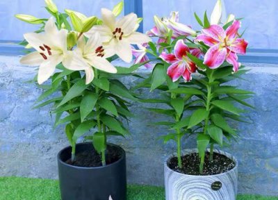 食用百合开花吗 开什么样的花