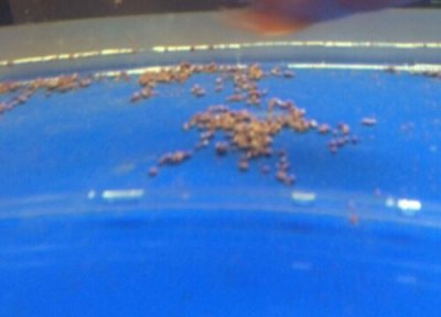 鱼屎做肥料 鱼屎可以做肥料吗