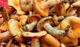 新鲜枞菌怎么保存 新鲜枞菌如何保存