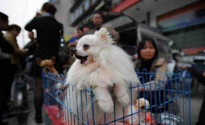 博美认主人的标准有哪些 博美犬饲养需要注意5大事项